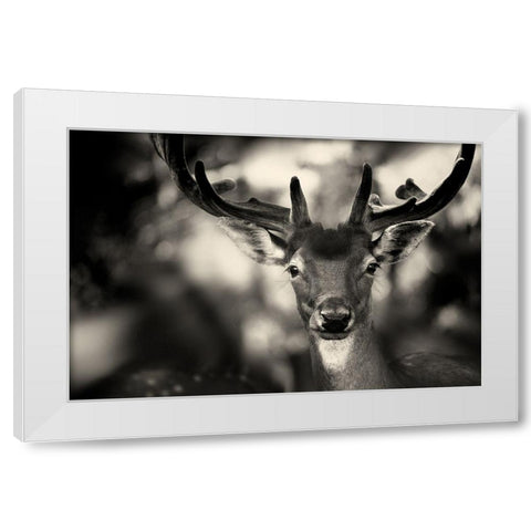 Bambi White Modern Wood Framed Art Print by Stimac, Sandra