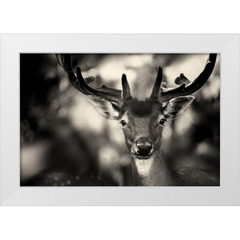 Bambi White Modern Wood Framed Art Print by Stimac, Sandra
