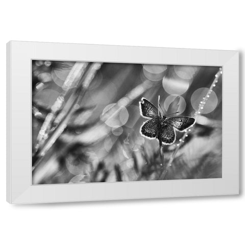 ...After The Rain... White Modern Wood Framed Art Print by Gerec, Pali