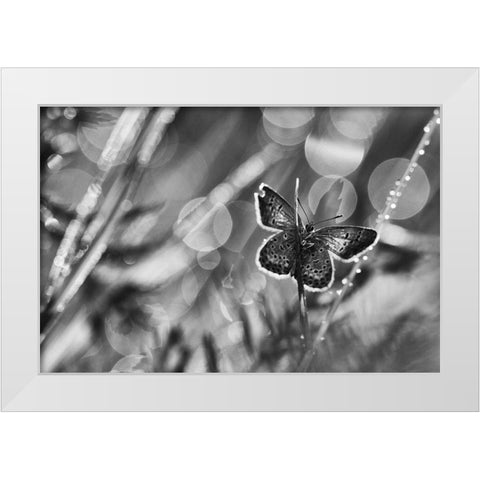 ...After The Rain... White Modern Wood Framed Art Print by Gerec, Pali