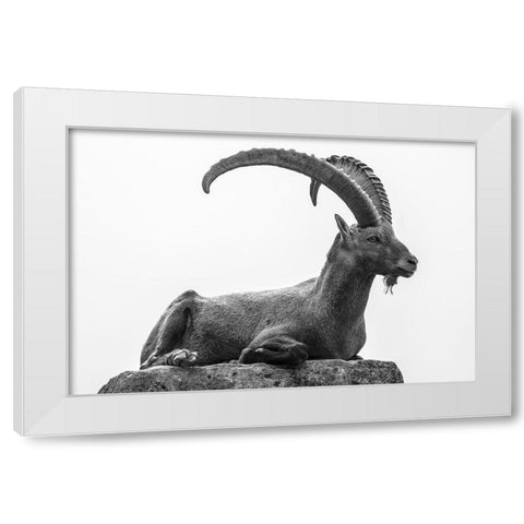Resting White Modern Wood Framed Art Print by Graf, Sebastian