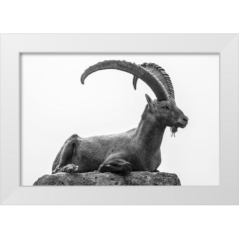 Resting White Modern Wood Framed Art Print by Graf, Sebastian