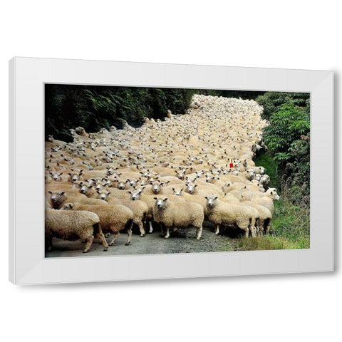 New Zealand Traffic Jam White Modern Wood Framed Art Print by Tzur, Yair