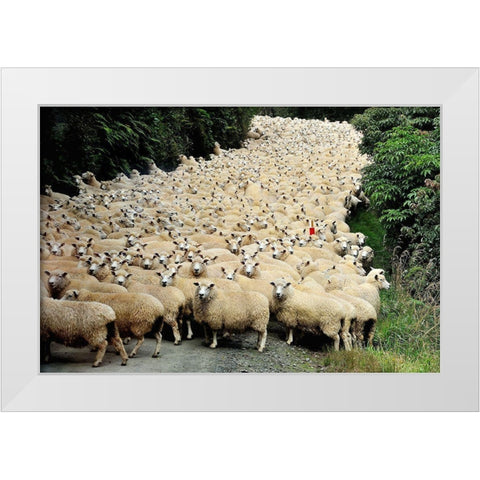 New Zealand Traffic Jam White Modern Wood Framed Art Print by Tzur, Yair
