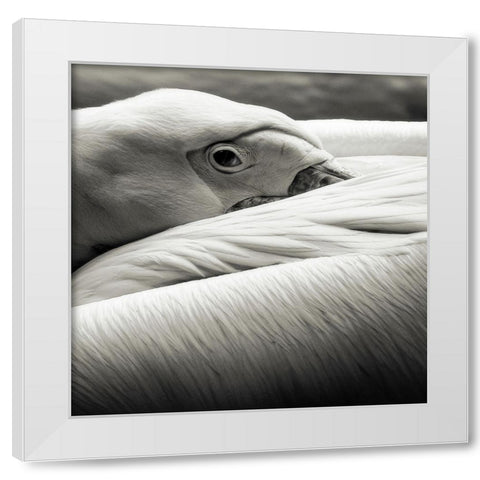Pelican White Modern Wood Framed Art Print by Berg, Riccardo