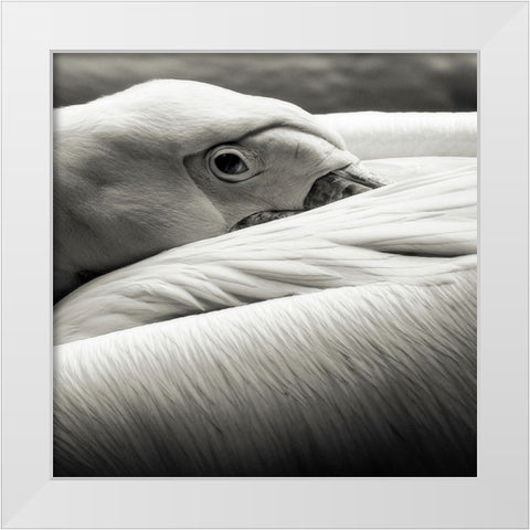 Pelican White Modern Wood Framed Art Print by Berg, Riccardo
