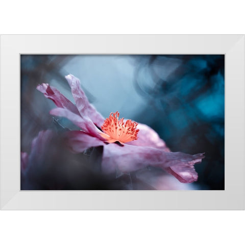 Even Flowers Have Stories To Tell White Modern Wood Framed Art Print by BRAVIN, Fabien