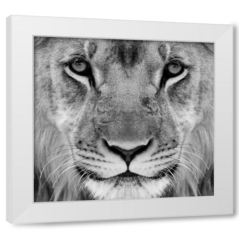 My-What Big Thighs You Have ! White Modern Wood Framed Art Print by Pearson, Wayne