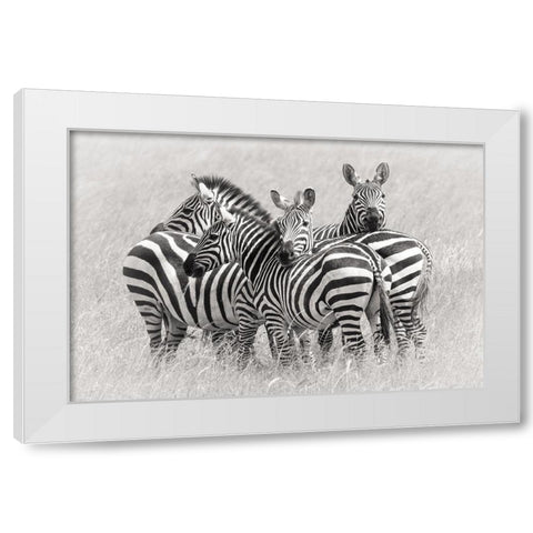 Zebras White Modern Wood Framed Art Print by Trubitsyn, Kirill