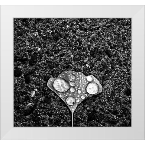 Dew White Modern Wood Framed Art Print by Wang, Jian