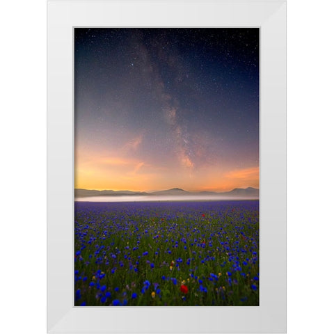 Night Flowers White Modern Wood Framed Art Print by Marchegiani, Roberto