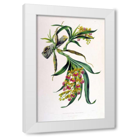 Orchid, Galeandra Baueri White Modern Wood Framed Art Print by Withers, Augusta