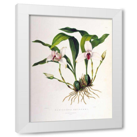 Orchid, Maxillaria Skinneri White Modern Wood Framed Art Print by Withers, Augusta