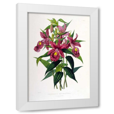 Orchid, Sobralia Macrantha White Modern Wood Framed Art Print by Withers, Augusta