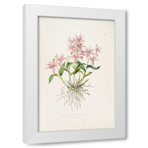 Orchid, Barkeria Spectabilis White Modern Wood Framed Art Print by Withers, Augusta
