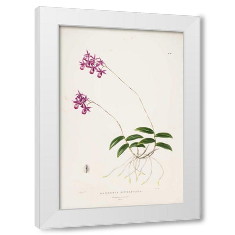 Orchid, Barkeria Lindleyana White Modern Wood Framed Art Print by Withers, Augusta
