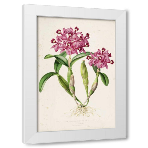 Orchid, Catleya Skinneri White Modern Wood Framed Art Print by Withers, Augusta