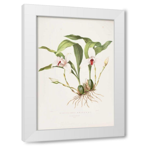 Orchid, Maxillaria Skinneri White Modern Wood Framed Art Print by Withers, Augusta