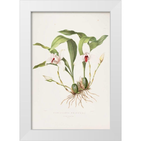 Orchid, Maxillaria Skinneri White Modern Wood Framed Art Print by Withers, Augusta