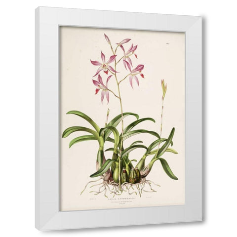 Orchid, Laela Autumnalis White Modern Wood Framed Art Print by Withers, Augusta