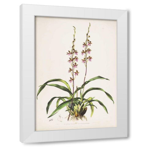 Orchid, Cyrtochilum Bictioniense White Modern Wood Framed Art Print by Withers, Augusta