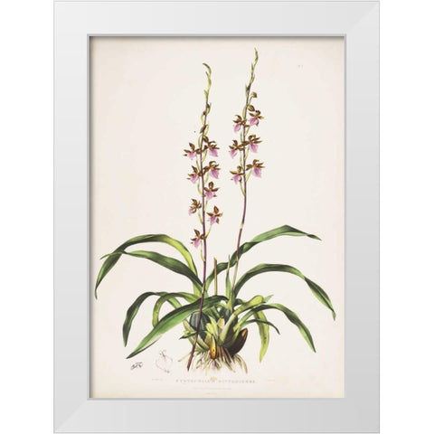 Orchid, Cyrtochilum Bictioniense White Modern Wood Framed Art Print by Withers, Augusta