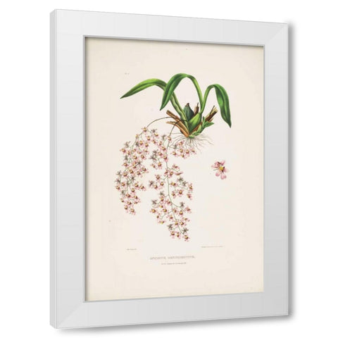 Orchid, Oncidium Bateman White Modern Wood Framed Art Print by Withers, Augusta