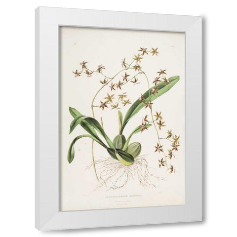 Orchid, Odontoglossum Hastatum White Modern Wood Framed Art Print by Withers, Augusta