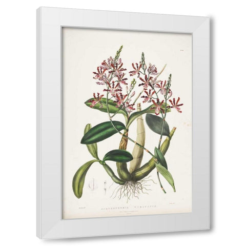 Orchid, Schomburgkia Tibicinis White Modern Wood Framed Art Print by Withers, Augusta