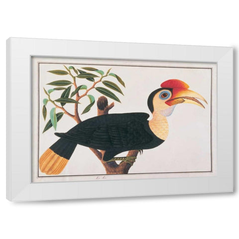 Ke-ke Hornbill White Modern Wood Framed Art Print by Anonymous