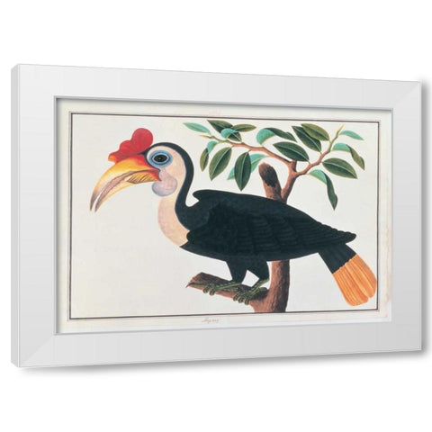 Ingang, Hornbill White Modern Wood Framed Art Print by Anonymous