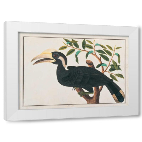 Ke-ke, Hornbill White Modern Wood Framed Art Print by Anonymous