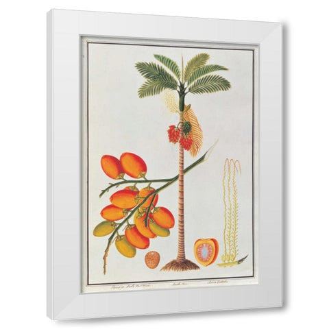 Penang Betle Nut Tree White Modern Wood Framed Art Print by Anonymous