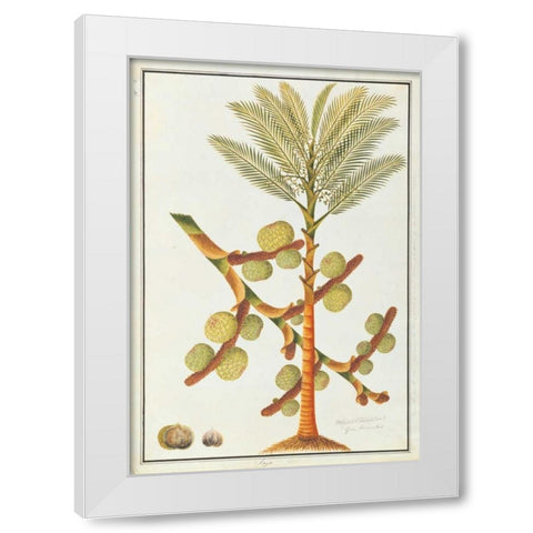 Sago Palm White Modern Wood Framed Art Print by Anonymous