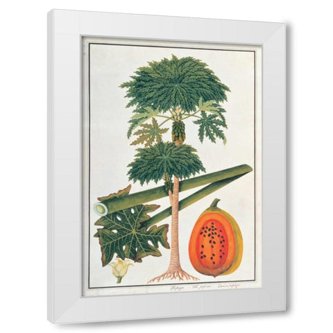 Papaya Tree White Modern Wood Framed Art Print by Anonymous