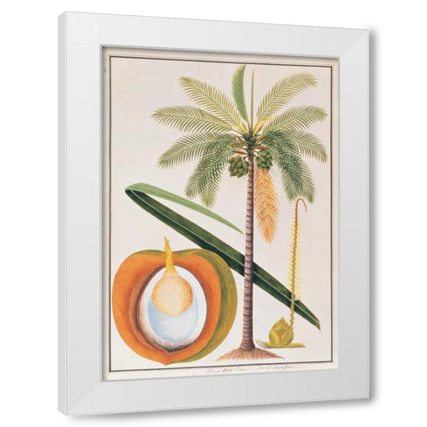 Coconut Palm White Modern Wood Framed Art Print by Anonymous
