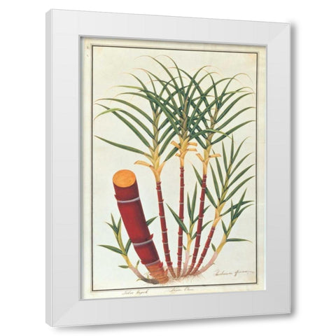 Sugar Cane White Modern Wood Framed Art Print by Anonymous