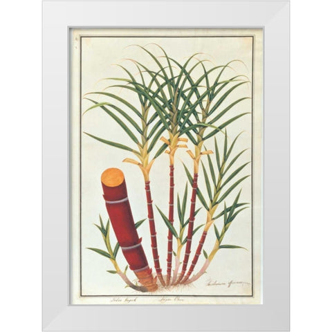 Sugar Cane White Modern Wood Framed Art Print by Anonymous