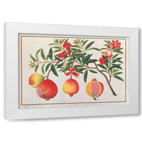 Pomegranate White Modern Wood Framed Art Print by Anonymous