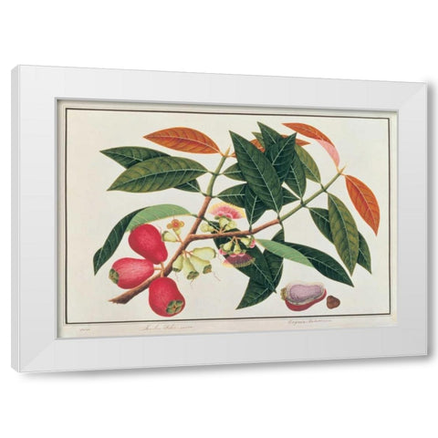 Malay Rose Apple White Modern Wood Framed Art Print by Anonymous