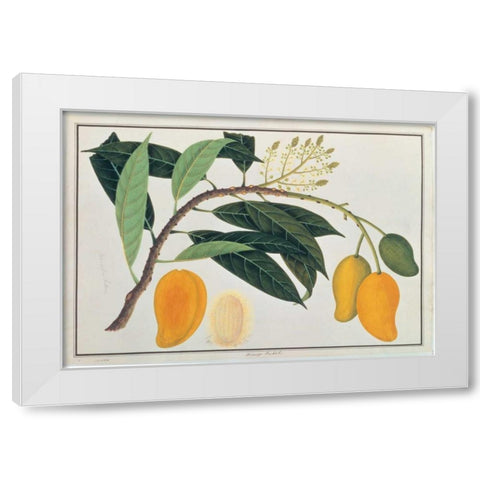 Mango White Modern Wood Framed Art Print by Anonymous