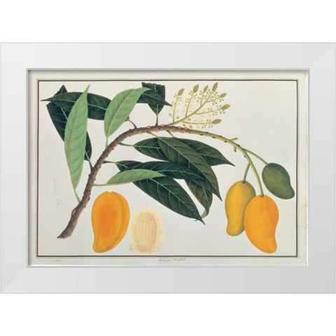Mango White Modern Wood Framed Art Print by Anonymous