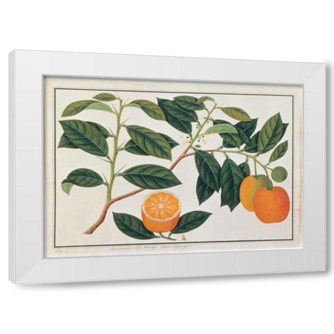 Macao Oranges White Modern Wood Framed Art Print by Anonymous