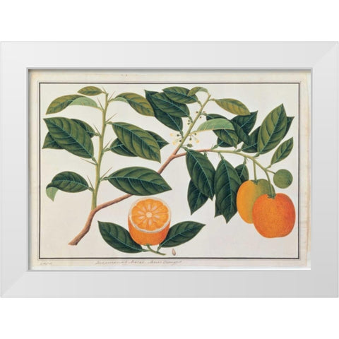 Macao Oranges White Modern Wood Framed Art Print by Anonymous