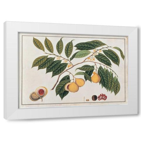 Nutmeg White Modern Wood Framed Art Print by Anonymous