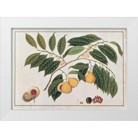 Nutmeg White Modern Wood Framed Art Print by Anonymous