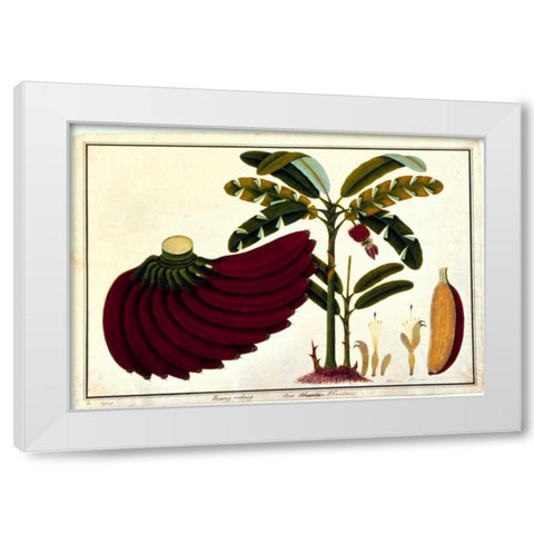 Banana White Modern Wood Framed Art Print by Anonymous
