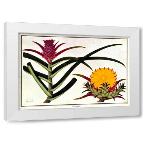 Pineapple White Modern Wood Framed Art Print by Anonymous