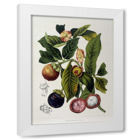 Mangosteen White Modern Wood Framed Art Print by Van Nooten, Madame
