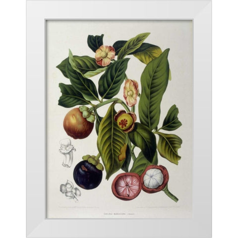 Mangosteen White Modern Wood Framed Art Print by Van Nooten, Madame